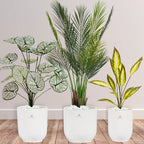Artificial-Areca-Palm-White-Taro-Aglaonema-Bundle-White-Ceramic-Pots