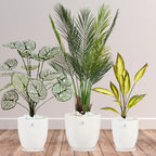 Artificial-Areca-Palm-White-Taro-Aglaonema-Plants-Bundle-Premium-Blossom-White-Floral-Ceramic-Pots