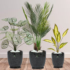 Artificial-Areca-Palm-White-Taro-Aglaonema-Plants-Bundle-Premium-Imari-Black-Floral-Ceramic-Pots