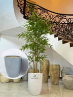 Artificial-Bamboo-Palm-200cm-in-Grey-Ceramic-Pot