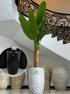 Artificial-Banana-Tree-190-cm-in-Black-Ceramic-Pot