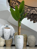 Artificial-Banana-Tree-190-cm-in-Marble-Ceramic-Pot