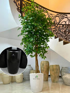 Artificial-Ficus-220-cm-in-Black-Ceramic-Pot
