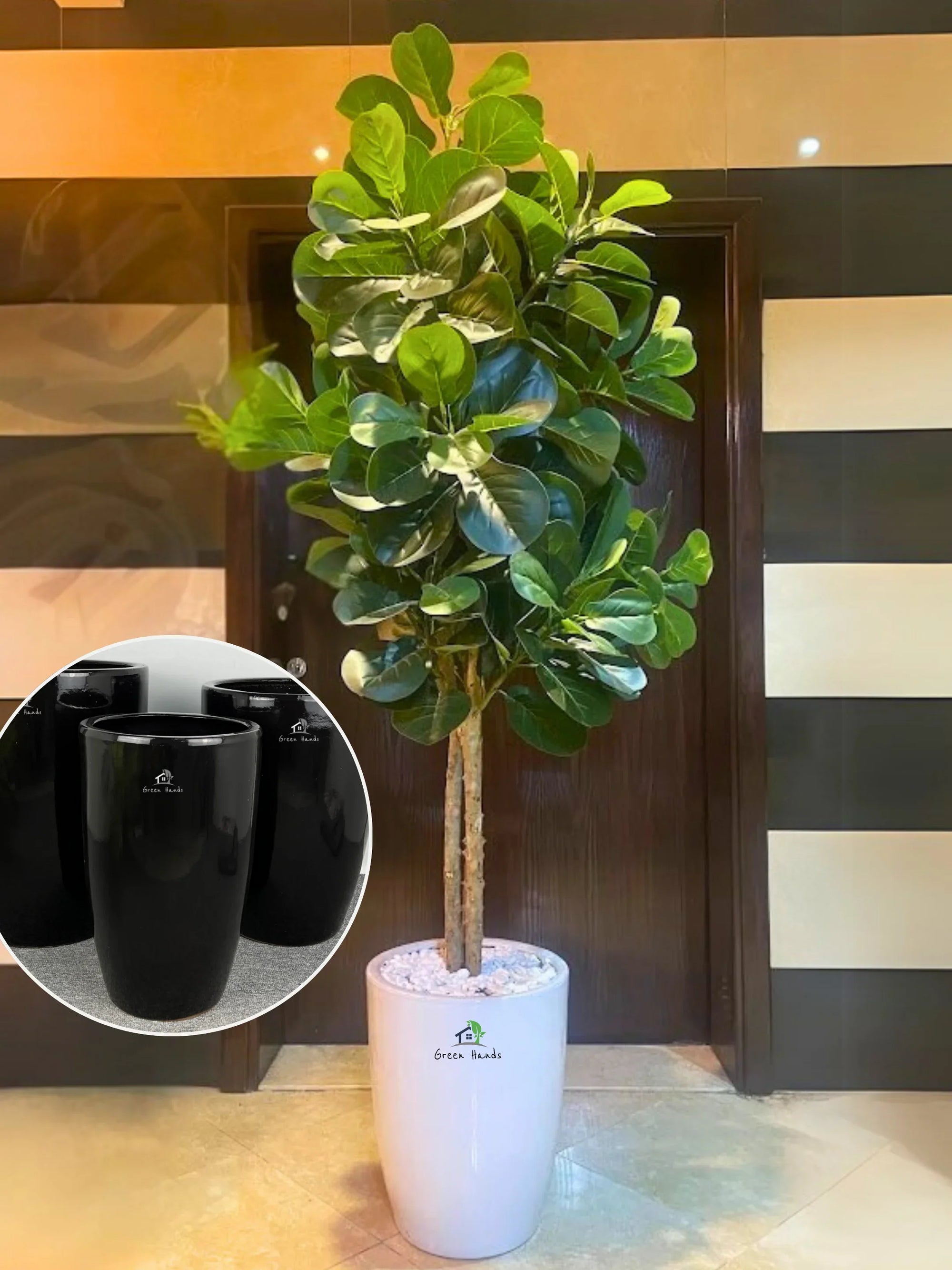 Artificial-Fiddle-Tree-220cm-in-Black-Ceramic-Pot