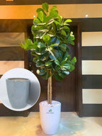 Artificial-Fiddle-Tree-220cm-in-Grey-Ceramic-Pot