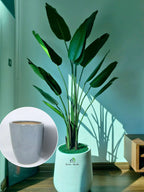 Artificial-Strelitzia-or-Bird-of-Paradise-210-cm-in-Premium-Grey-Ceramic-Pot