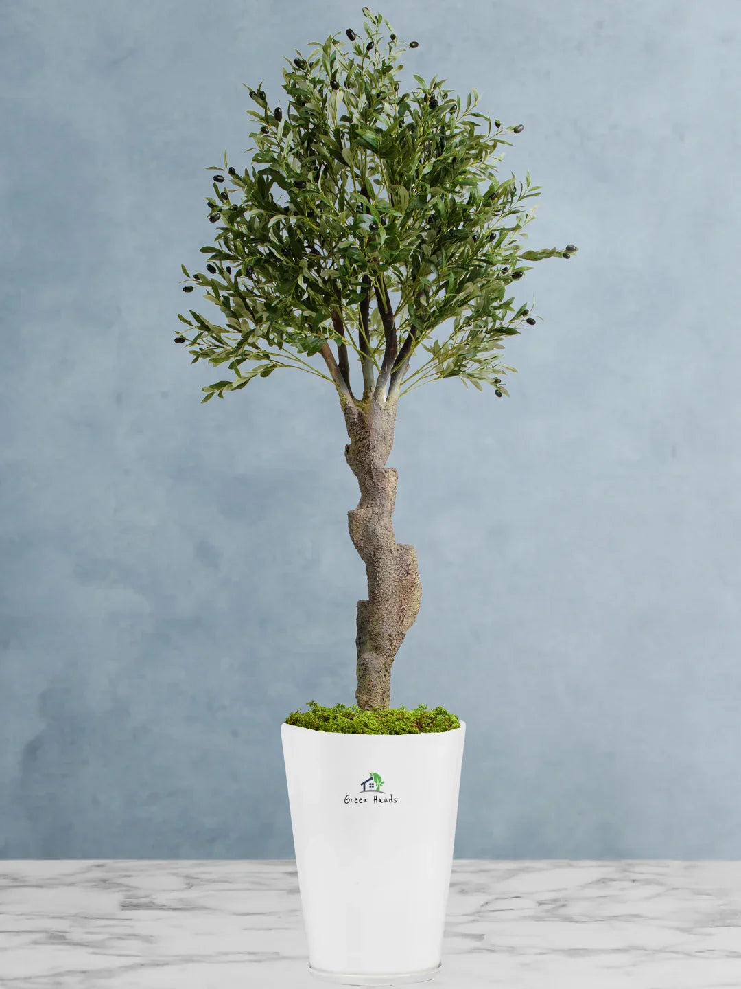 Potted-Artificial-XXL-Mature-Olive-Tree-in-Premium-Glossy-White-Ceramic-Pot