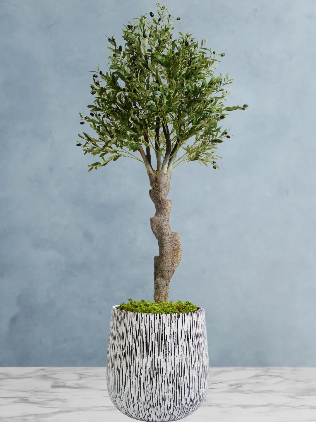 Potted-Artificial-XXL-Mature-Olive-Tree-in-Premium-White-Ash-Fiber-Pot